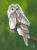 Ural Owl