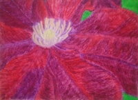 Rosemore Clematis