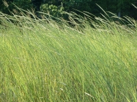 Grasses Along the River Bank, VA