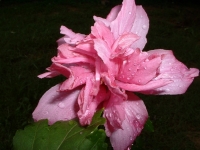 Rose of Sharon