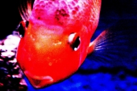 fishart photo
