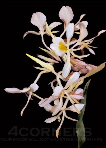 Orchid on Black