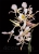 Orchid on Black