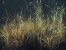 Flash in the grass