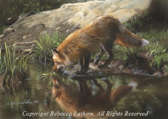 Beside Still Waters - Red Fox