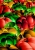 Bushels of Apples
