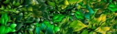 Summer Leaves
