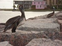 Pelicans Digital Photo