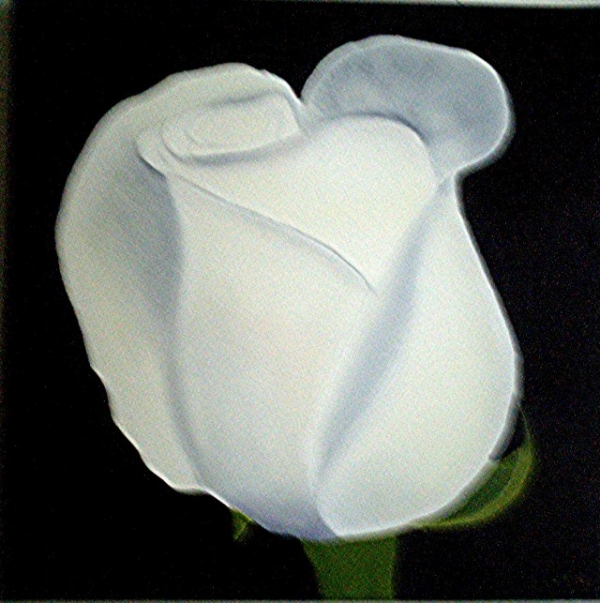 white rose on black