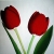 Two red tulips