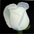 white rose on black