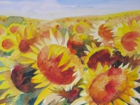 Sunflowers