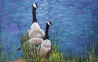 Resting Geese