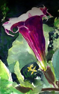 Datura Flower in US Botanical Garden