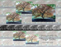Tree Collage, Series 2