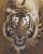 wildlife artist Frances Whitman